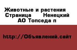  Животные и растения - Страница 10 . Ненецкий АО,Топседа п.